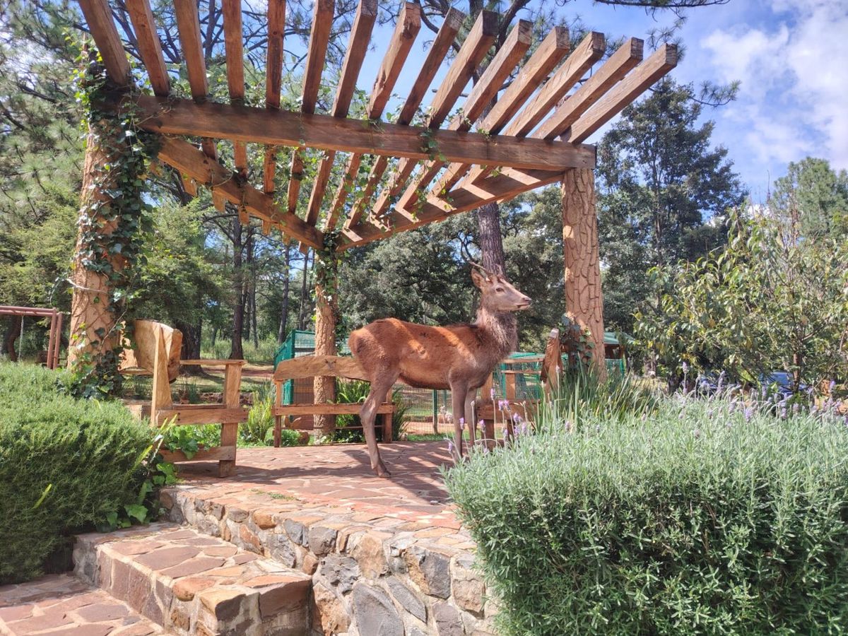 Venado junto a la pérgola en Sendero de los Venados